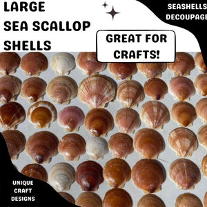 Sea Scallop Shells, Large Medium Size, Decoupage Craft Blanks, Real From The Atlantic Ocean, Random Sea Shell designs Harvested Hand Shucked