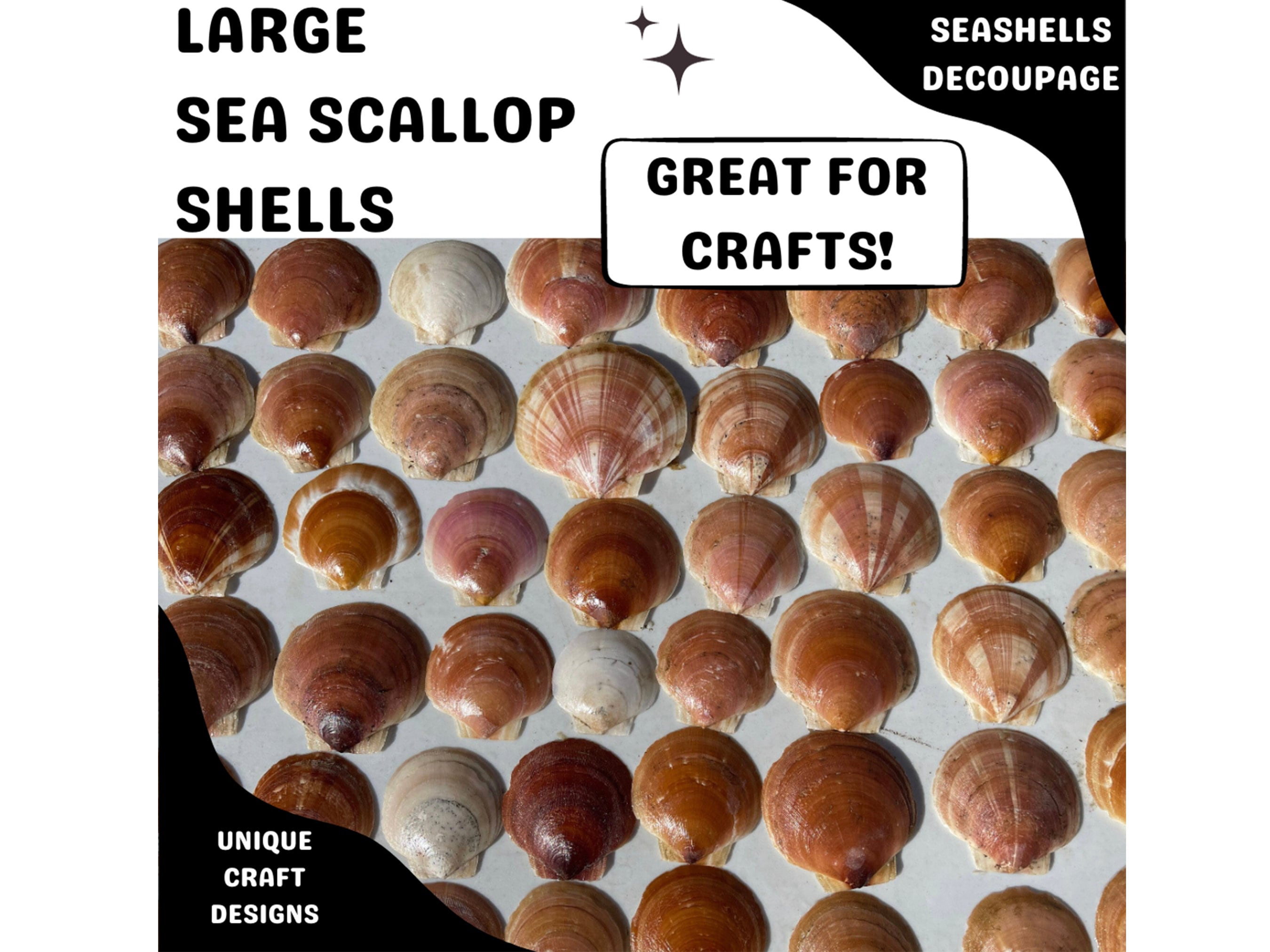 6 Extra Extra Large 5-6 Inch Clam Shells South Shore Long Island Crafts XXL  Shells Decoupage Natural Seashells Craft Seashells -  Canada