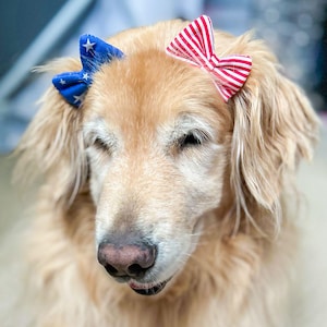 以下が含まれることがあります： 2つの装飾的なリボンをつけたゴールデンレトリバー。1つは白い星が付いた青色で、もう1つは赤と白のストライプです。犬はベージュ色のカーペットの上に横たわっています。