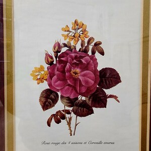 Ready to hang. Redoute Flower Print Botanical Flowers Red Rose Of The 4 Seasons