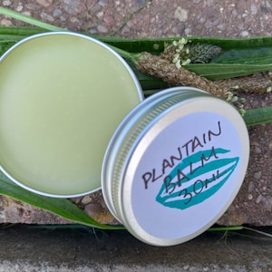 Plantain Balm
