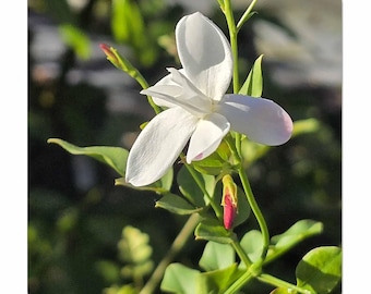 Poet/Spanish Jasmine Officinale, Live Plant, Fragrant White Flower, (2" Starter Vine)
