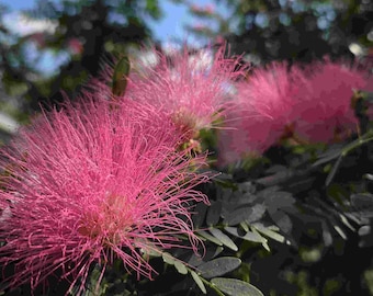 Powder Puff Pink Surinam Calliandra Live Plant: Unique Flowers, Bonsai Culture
