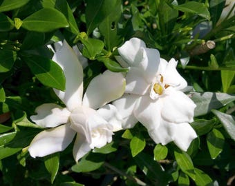 Gardenia Dwarf Radicans Miniature Live Plant Low Grower Fragrant White Flowers Starter