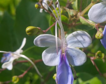 Blue Butterfly Bush Clerodendrum - Live Tropical Plant - 6-8 Inches Tall - 2 Inch Root Ball