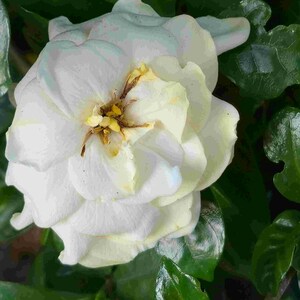 Gardenia Miami Supreme Live Plant - Starter Size - 8-10" Tall - Bare 2" Root Ball image 2