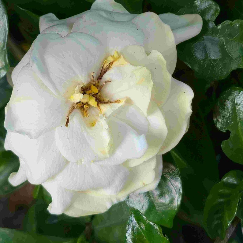 Gardenia Miami Supreme Live Plant - Starter Size - 8-10" Tall - Bare 2" Root Ball image 2