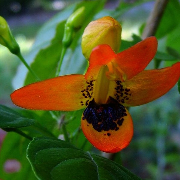 HUMMINGBIRD BUSH Unique Unusual Tropical Live Plant Orange Unusual Shaped Nectar Filled Flower Hummingbirds Butterflies Living Jewels R