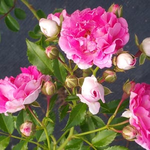 Seven Sisters Grevillei Climbing Rambler Rose Live Plant Double Pink Spring Bloom Starter Size