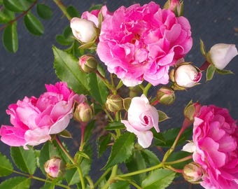 Seven Sisters Grevillei Climbing Rambler Rose Live Plant Double Pink Spring Bloom Starter Size