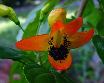 Hummingbird Bush - Ruttya fruitcosa Lindau - Unusual Orange Flowers - Butterfly 2 Inch Starter Plant