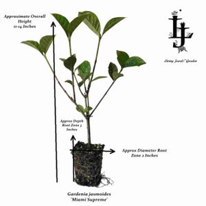 Gardenia Miami Supreme Live Plant - Starter Size - 8-10" Tall - Bare 2" Root Ball image 3