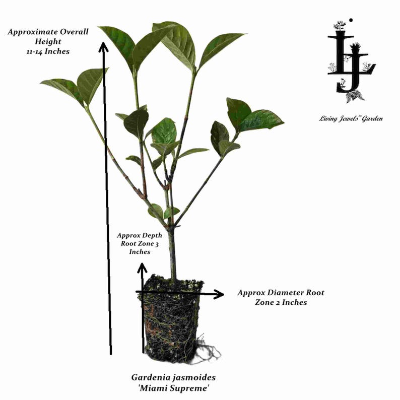 Gardenia Miami Supreme Live Plant - Starter Size - 8-10" Tall - Bare 2" Root Ball image 3