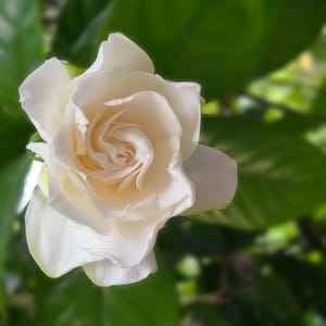 Gardenia Miami Supreme Live Plant - Starter Size - 8-10" Tall - Bare 2" Root Ball image 1