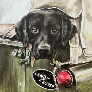 May include: A black Labrador Retriever dog peering out from the back of a green Land Rover. The dog's head is visible, with its ears and eyes showing. The Land Rover has a red taillight and a white "LAND ROVER" logo.