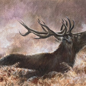 Red Deer Stag Limited Edition Print "The Roaring Stag"