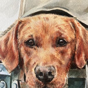 May include: A close-up portrait of a brown Labrador Retriever dog looking directly at the camera. The dog's fur is a rich brown color, and its eyes are dark brown. The dog is wearing a collar and leash.
