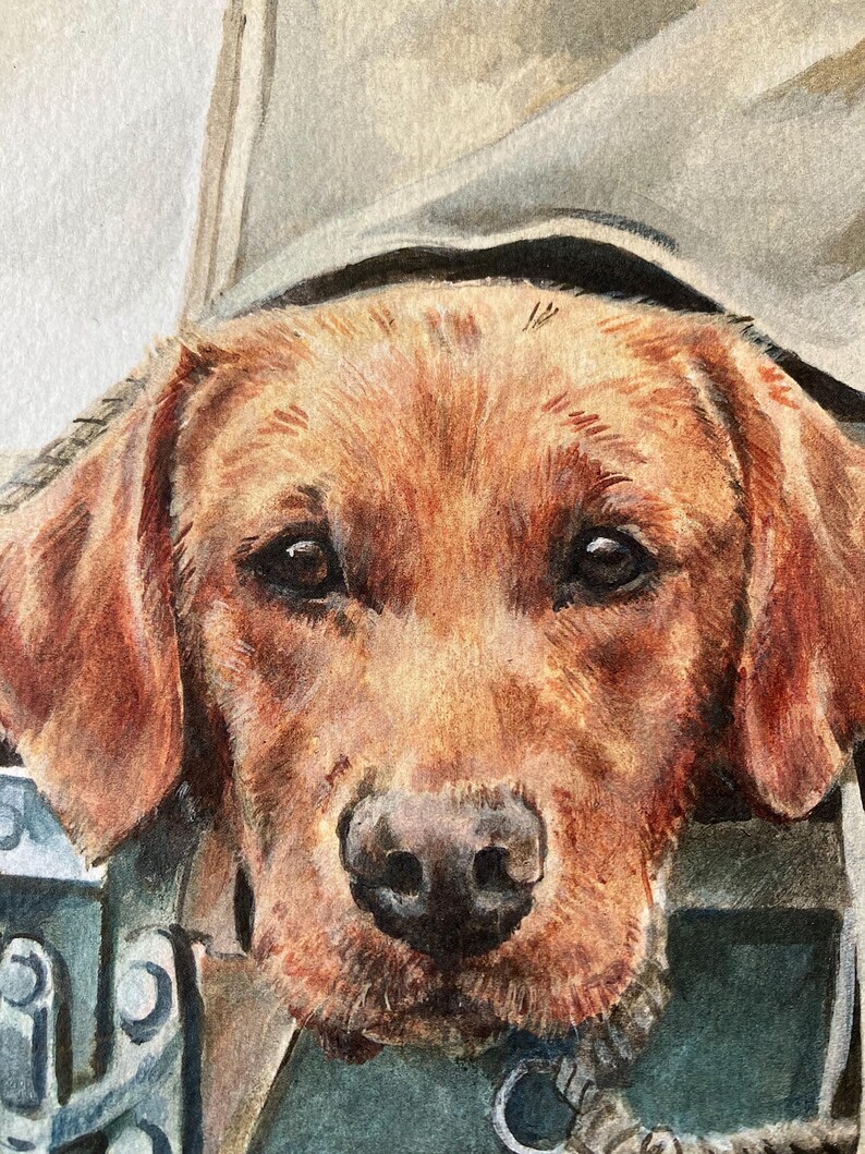 May include: A close-up portrait of a brown Labrador Retriever dog looking directly at the camera. The dog's fur is a rich brown color, and its eyes are dark brown. The dog is wearing a collar and leash.