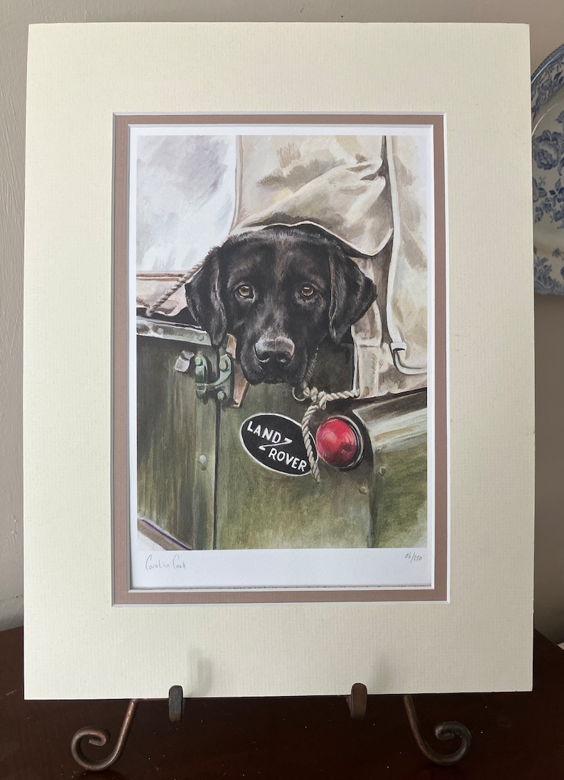 May include: A black Labrador Retriever dog peering out of the back of a green Land Rover. The dog has a brown leather collar and is looking at the camera. The Land Rover has a red taillight and a "Land Rover" emblem.