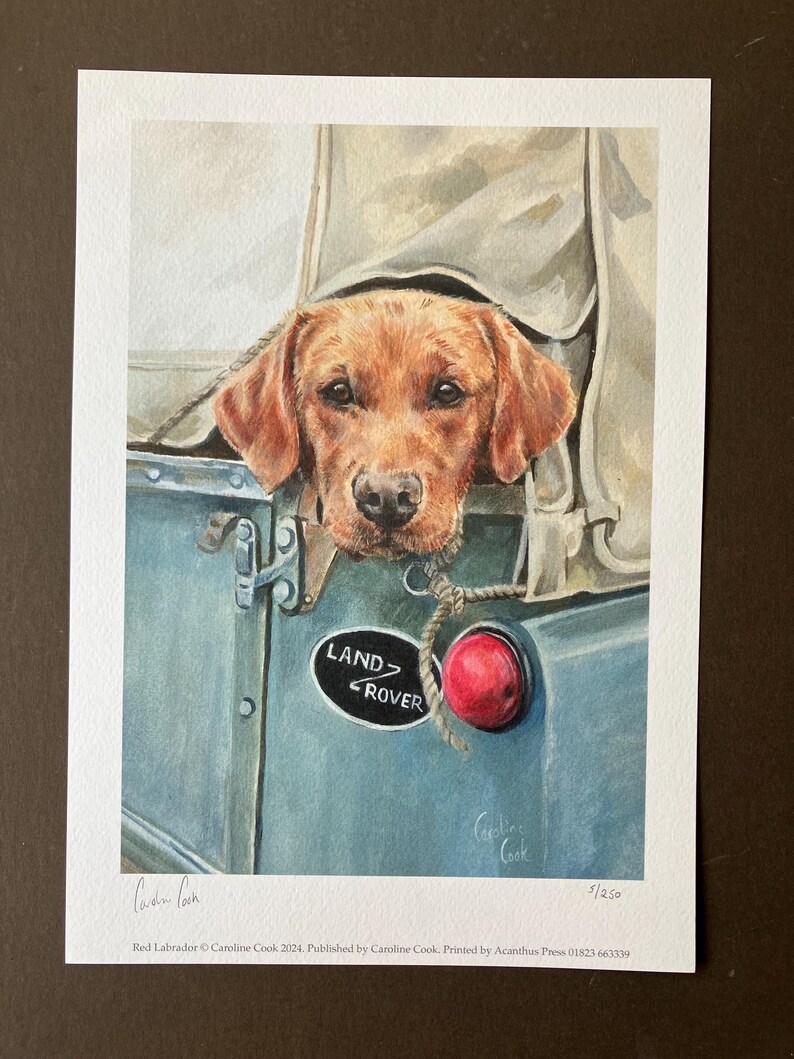 May include: A watercolor painting of a red Labrador Retriever dog peeking out of the back of a Land Rover. The dog is looking at the viewer with a curious expression. The Land Rover is blue and has a red light on the side. The painting is signed by the artist, Caroline Cook, and numbered 5/250.