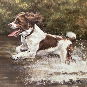 Springer Spaniel Art Print - Making a Splash.  Limited Edition print of a liver and white spaniel in water