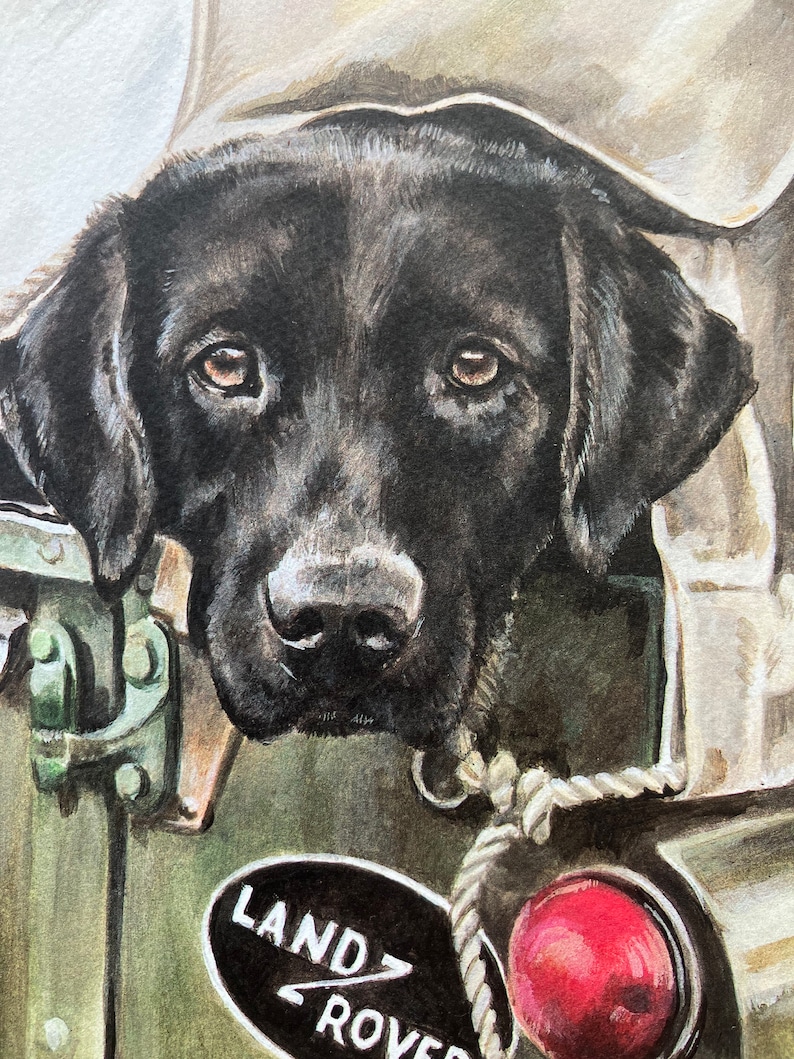 May include: A black Labrador Retriever dog peeks out from under a tan canvas cover of a green Land Rover. The dog has brown eyes and a serious expression. The Land Rover logo is visible on the side of the vehicle.