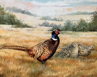 Pheasant Art Print - September Pheasants.