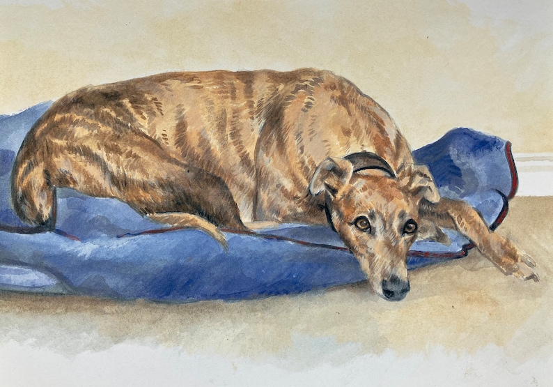 May include: A brown and black brindle Greyhound dog is lying on a blue blanket with a red border. The dog is looking at the camera with its head resting on the blanket.