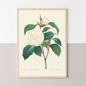 Vintage Camellia Botanical Flower Printable Wall Art, Floral Illustration Antique Home Decor, Bedroom Wall Art Digital Download