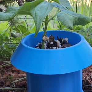 May include: A small green plant growing in a blue plastic pot with a wide rim. The plant is in the early stages of growth and has several leaves.