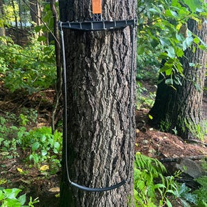 May include: A black tree stand attached to a tree trunk in a forest setting. The stand has a curved footrest and a chain that hangs down. A small orange tag is attached to the tree.