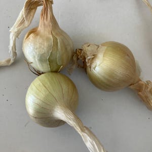 May include: Three whole yellow onions with papery, light tan skins and dried, fibrous stems attached. The onions have a rounded, bulbous shape with visible vertical lines on the outer layers, showing a pale, off-white to light golden color.