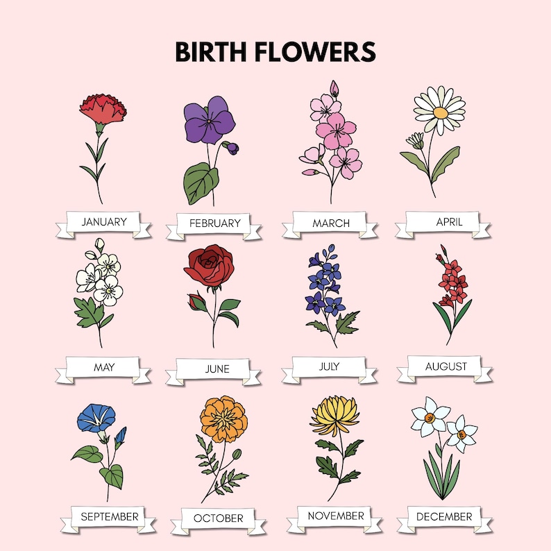 May include: A chart showing the birth flowers for each month of the year. The flowers are illustrated in black and white line art. January: Carnation, February: Violet, March: Lily of the Valley, April: Daisy, May: Hawthorn, June: Rose, July: Larkspur, August: Gladiolus, September: Morning Glory, October: Marigold, November: Chrysanthemum, December: Narcissus.