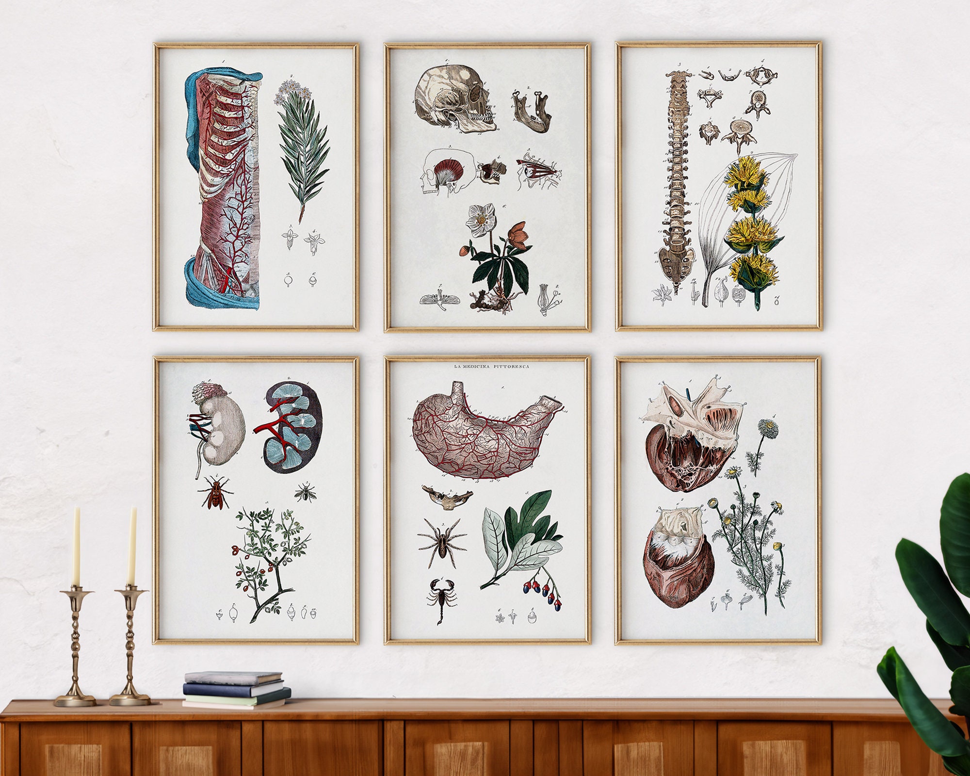 Digital Download Print | Gallery Wall Art Set Vintage Human Anatomy ...