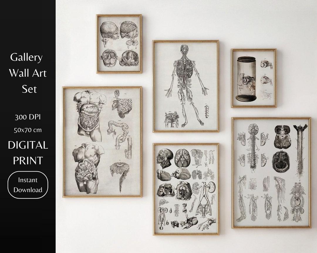 Vintage Human Anatomy Art Print Set | Antique Medical Gallery (digital ...