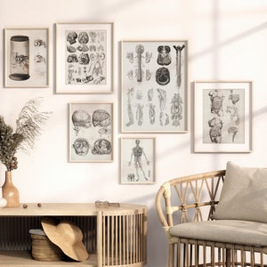 Vintage Human Anatomy Art Print Set | Antique Medical Gallery (digital ...