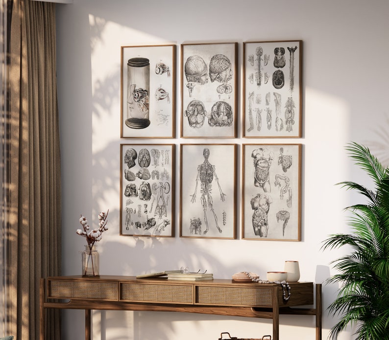Vintage Human Anatomy Art Print Set | Antique Medical Gallery (digital ...