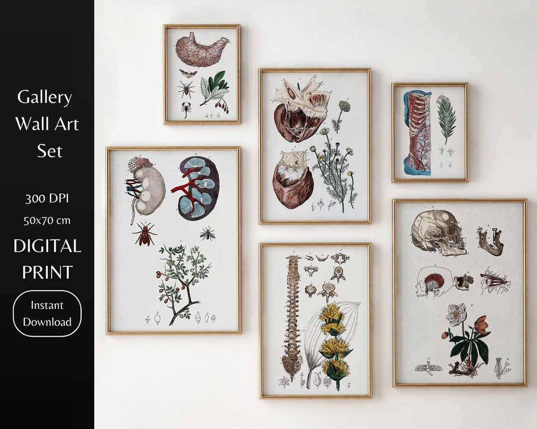 Vintage Anatomy Art Print Set | Antique Medical Illustrations (digital ...
