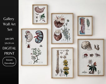 Vintage Anatomy Art Print Set | Antique Medical Illustrations (Digital Download)