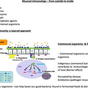 May include: A diagram illustrating the layered approach of mucosal immunity, showing the different layers of the gut, including commensals, glycocalyx, epithelial cell barrier, regulators, and antigen presentation. The diagram also shows the role of probiotics in boosting good bacteria.