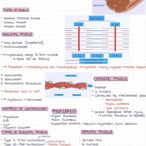 May include: A handwritten diagram illustrating the different types of muscle tissue, including skeletal, cardiac, and smooth muscle. The diagram provides descriptions of each type, their functions, and characteristics. It also includes a detailed illustration of a sarcomere, the fundamental unit of muscle contraction.