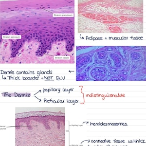 Notatki z laboratorium histologii II