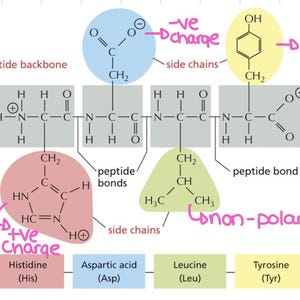Protein Technologies - Etsy