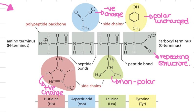Protein Technologies - Etsy