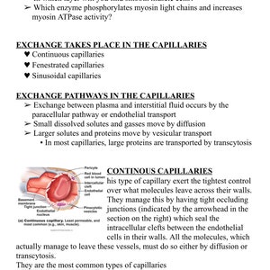 May include: Diagram of a continuous capillary, a type of blood vessel, with labels identifying the different parts of the vessel, including the basement membrane, tight junction, endothelial nucleus, pericyte, red blood cell in lumen, intercellular cleft, and endothelial cell. The diagram shows how the tight junctions between the endothelial cells prevent molecules from passing through the vessel walls.