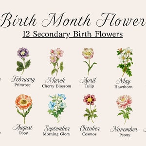 May include: A chart showing the secondary birth flowers for each month of the year. The flowers are illustrated in a vintage style with their names listed below. January: Snowdrop, February: Primrose, March: Cherry Blossom, April: Tulip, May: Hawthorn, June: Honeysuckle, July: Water Lily, August: Poppy, September: Morning Glory, October: Cosmos, November: Peony, December: Holly.