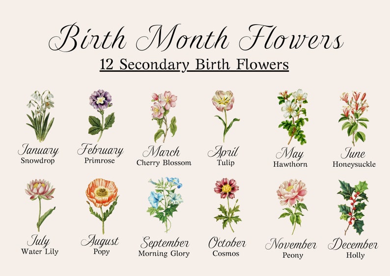 May include: A chart showing the secondary birth flowers for each month of the year. The flowers are illustrated in a vintage style with their names listed below. January: Snowdrop, February: Primrose, March: Cherry Blossom, April: Tulip, May: Hawthorn, June: Honeysuckle, July: Water Lily, August: Poppy, September: Morning Glory, October: Cosmos, November: Peony, December: Holly.