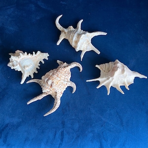May include: Four seashells with complex, spiky forms are displayed on a deep blue surface. The shells vary in colour, with shades of cream, tan, and brown. The shells have a textured appearance.