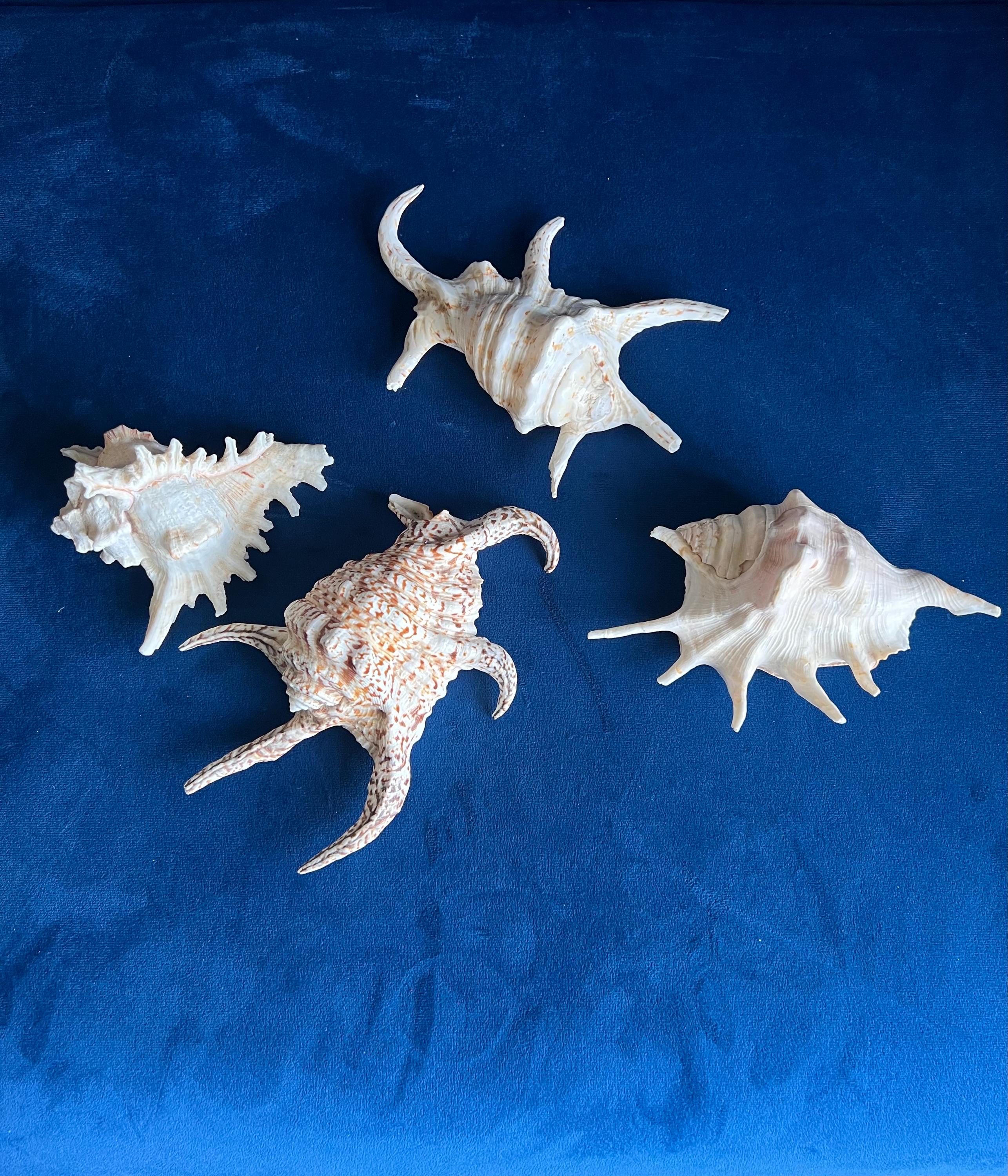 Large Tropical Sea Shells, Murex, Harpago, Lambis Conch Shells