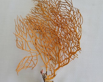 Sea fan from the Spanish coast